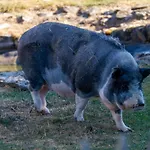 Auszeit 펜션 도나우에싱겐