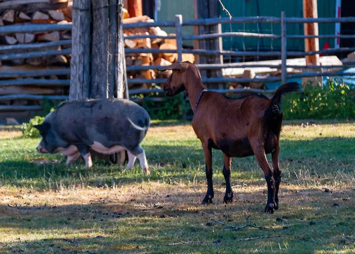Vakantiehuis Auszeit *
