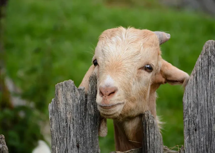 Auszeit Vakantiehuis Donaueschingen