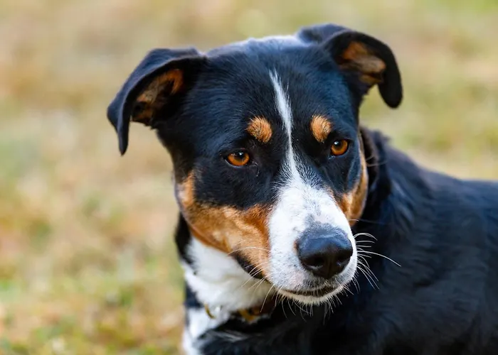 Vakantiehuis Auszeit Donaueschingen